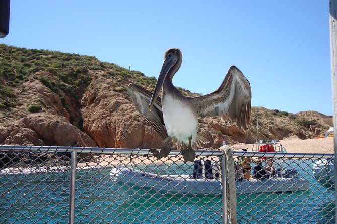 Private Snorkel Cruise in Cabo San Lucas - Overview and Tour Details
