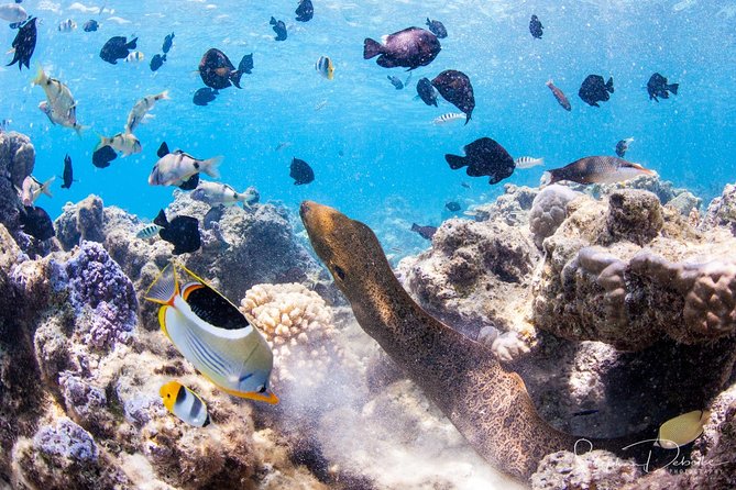 Private Snorkeling Jet - How to Book a Private Snorkeling Jet