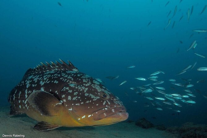 Private Snorkeling Tour From Playa Grande Beach - Additional Information