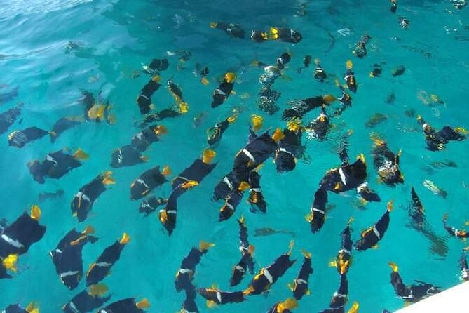 Private Snorkeling Tour to Los Arcos - Overview and Activities