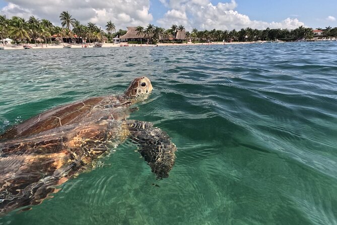 Private Snorkeling With Sea Turtles in Akumal Beach - Snorkeling Experience With Sea Turtles