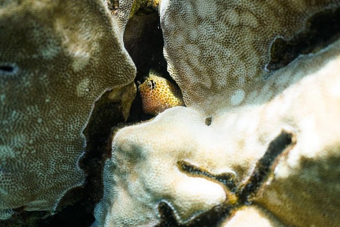 Private South Maui Turtle Town Snorkeling and Kayaking Tour - Tour Overview and Highlights