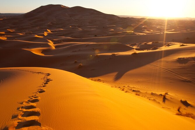 Private Sunrise Safari Tour in Abu Dhabi With Camel Ride - Tour Highlights