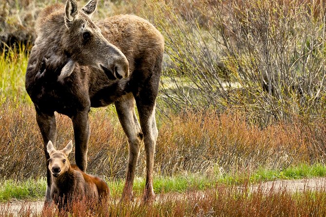 Private Sunset 4-Hour Grand Teton Wildlife Adventure - Overview of the Private Sunset Tour