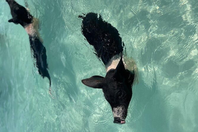 Private Swimming Pigs, Underwater Scooter/Turtles Excursion - Pricing and Validity