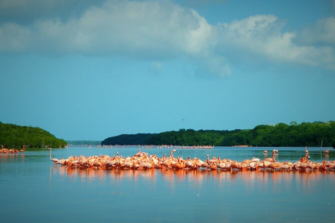 Private Tour Celestun Flamingo Watching and Beach - Inclusions