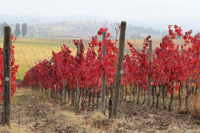 Private Tour: Guided Hike in Tuscany With Transport From Siena - Pickup and Transportation