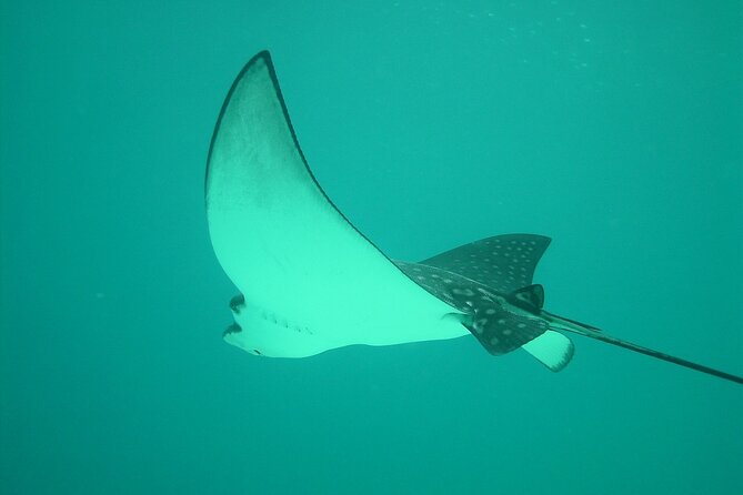 Private Tour of the Tahitis Lagoon by Boat Until 7 Pax - Group Size and Capacity