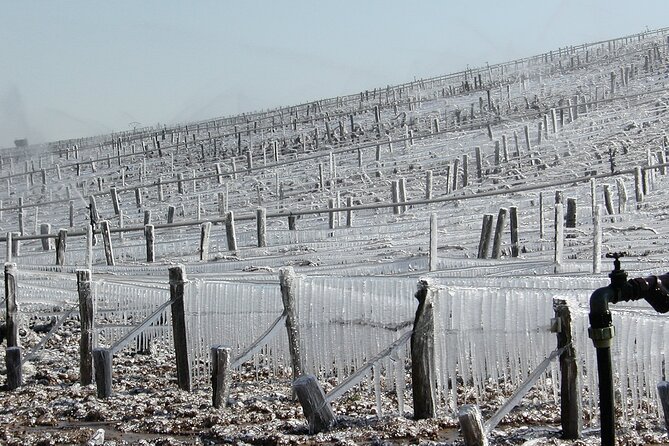 Private Tour of the Vineyard and Cellar Half Day - Tour Confirmation and Availability