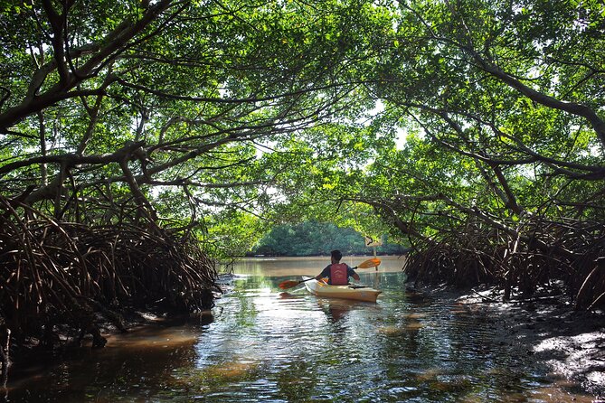 Private Tour Purple Island Mangroves Kayaking Adventure in Qatar - Driver and Meeting Point