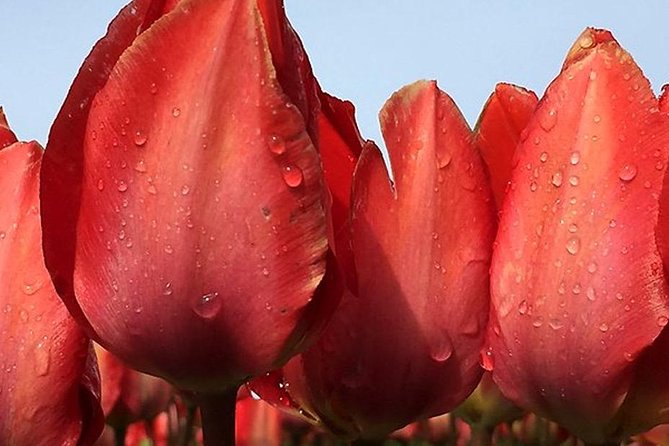 Private Tour to Keukenhof Gardens With Guide - Full Day Tour From Amsterdam - Tour Details