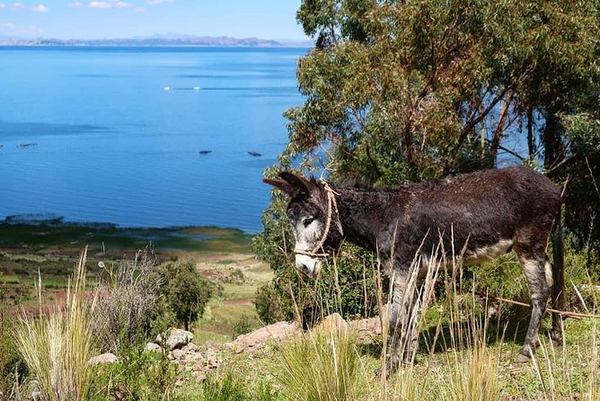 Private Tour to Uros and Llachon 1d - Reviews