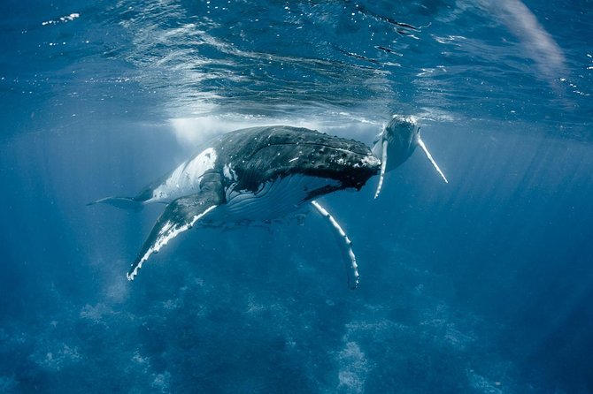 Private Tour Whale Watching BORA-BORA - The Best Time to Go Whale Watching in Bora Bora