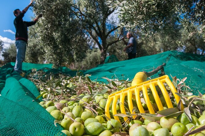 Private Tour:Visit of Agricultural Farm and Free Time in Olympia - Pricing and Guarantee