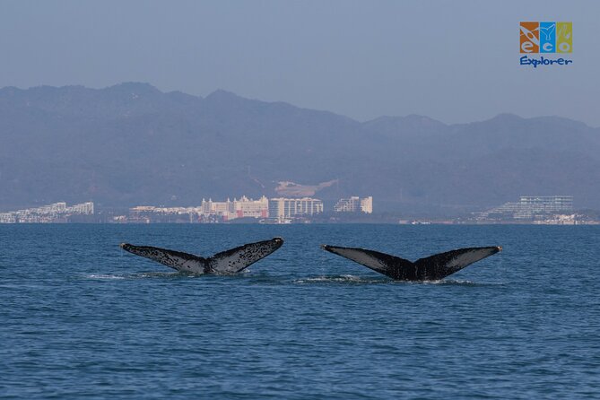 Private Whale Watching Puerto Vallarta - Overview and Inclusions