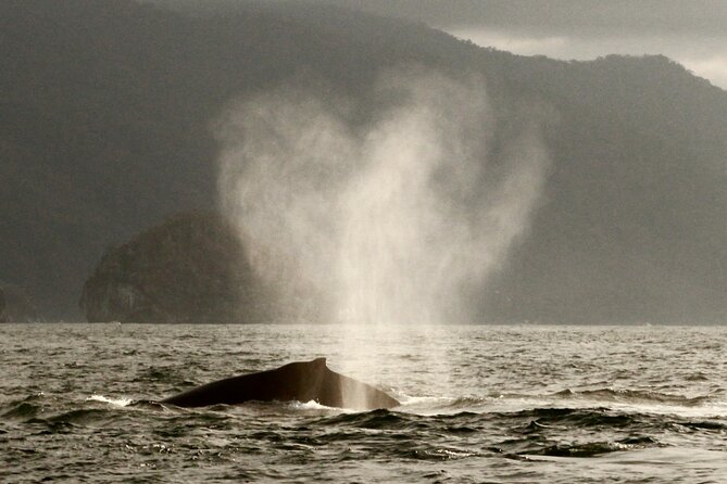 Private Whale Watching Sailing Tour - Inclusions and Amenities