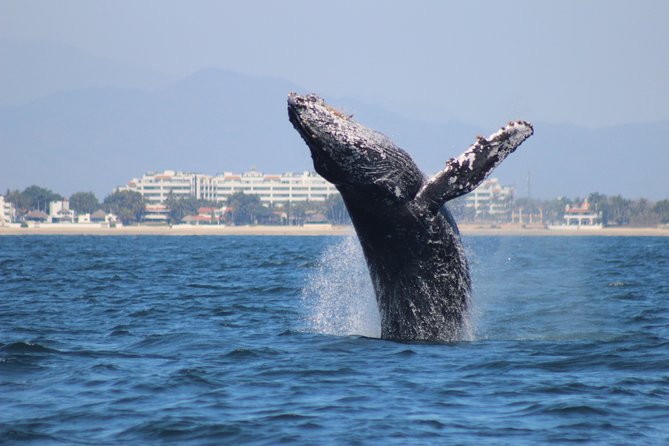 Private Whale Watching Tour in Puerto Vallarta - Tour Details and Inclusions