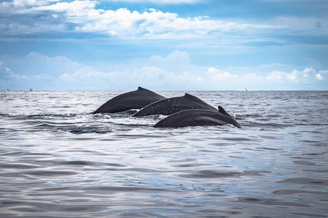 Private Whale Watching Tour!! - Additional Information and Participation