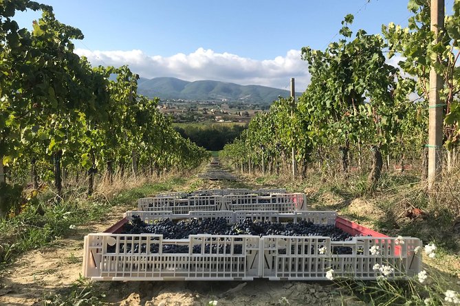 Private Wine Tour With a Sommelier From Assisi - Dinner Included in Montefalco - Sagrantino and Traditional Wines