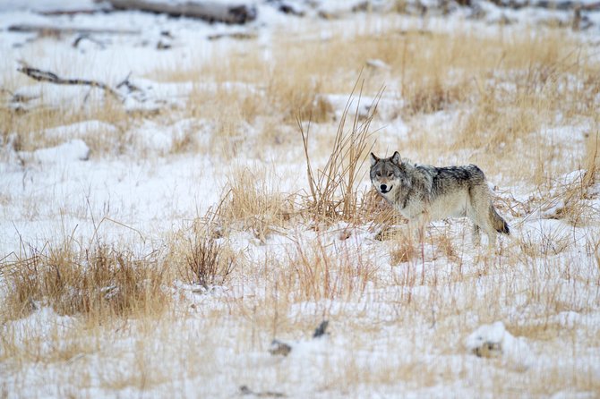 Private Yellowstone Winter Wolf Watching and Wildlife Safari - Whats Included