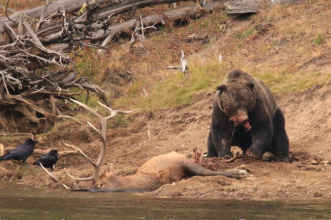 Private Yellowstone Wolf Watching & Wildlife Safari Experience - Inclusions
