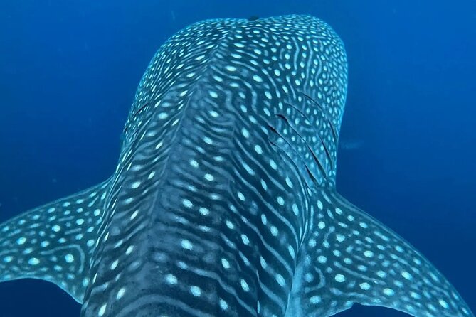 Puerto Escondido, Mexico Dolphin and Turtle Watching Tour - Tour Overview and Details