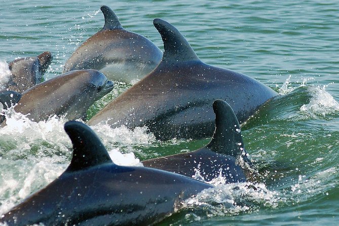Puerto Vallarta Wildlife Boat Tour - Departure and Duration