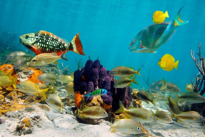 Punta Cana Booze Cruise: Snorkeling and Sand-Bar With Entertainment Team - Positive and Negative Reviews