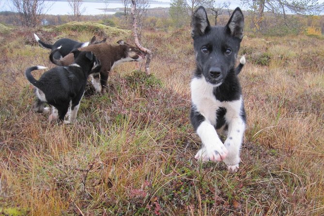 Puppy Training Experience at a Husky Farm in Tromso - Experience Highlights