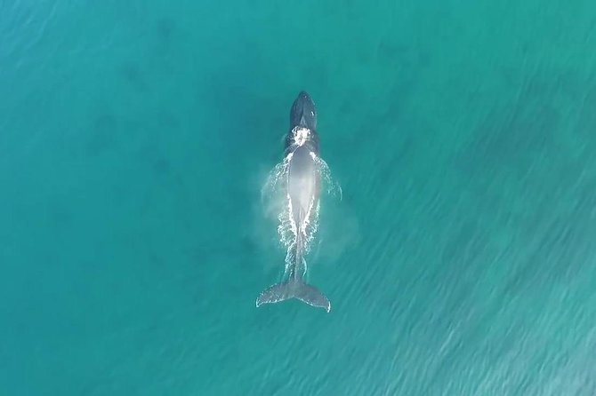 RAFT ADVENTURE - Whale Watch Discovery - Whale Watching Experience