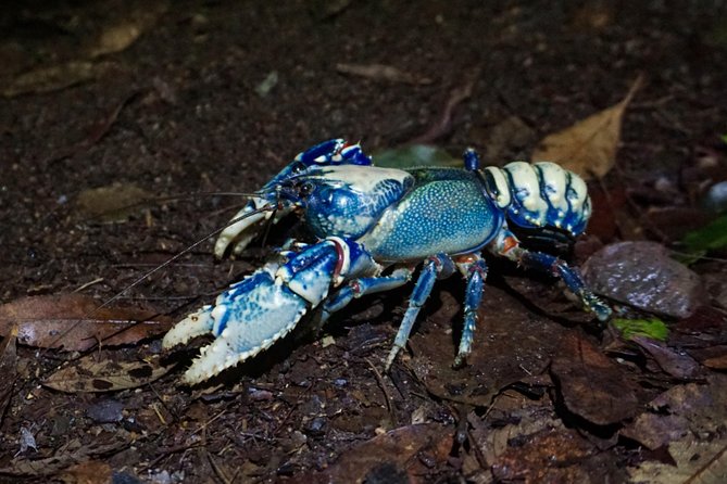 Rainforest Night Walk in Surfers Paradise - Pickup Details