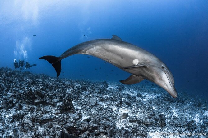 Rangiroa Fun Certified Scuba Dive - Dive Certification Requirements