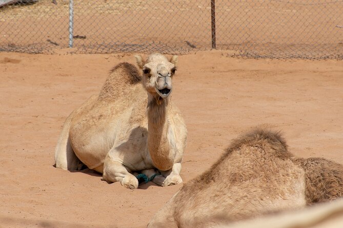 Ras Al Khaimah City Tour - Half Day - Pricing and Inclusions