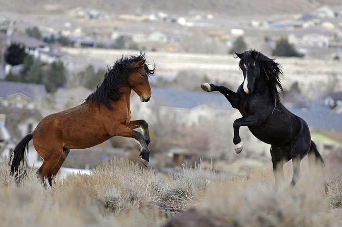 Red Canyon Wild Mustang Tour 5:00 - Tour Details and Itinerary