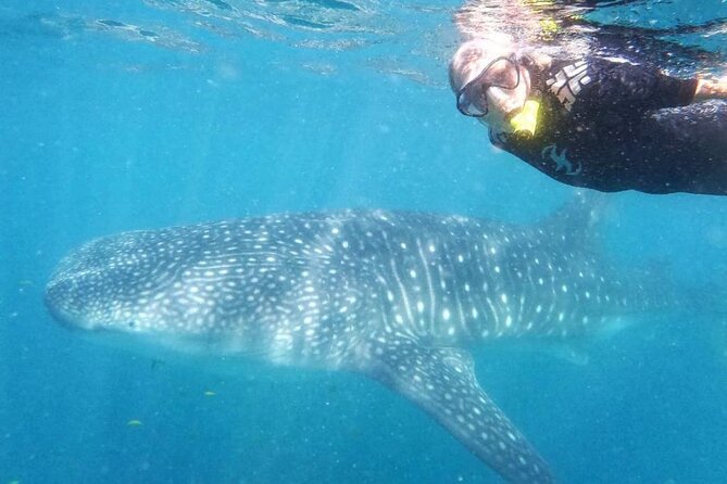 Reduced Group Whale Shark Tour - Logistics
