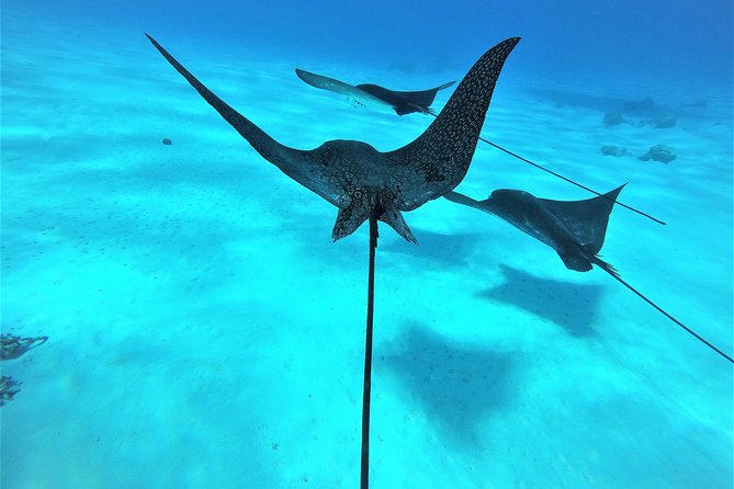 Reef Discovery Half Day Group Signature Tour - Manta Ray Swim Experience