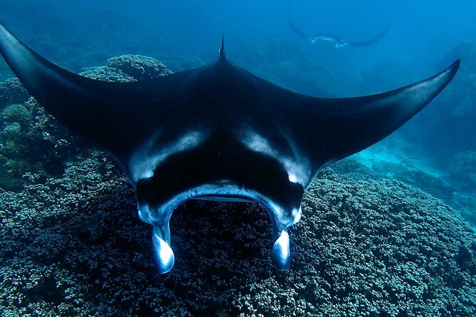 Reef Discovery Luxury Water Lunch Cruise - Additional Information for Travelers