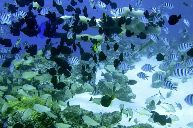 Reef Discovery Private Full Day Lagoon Tour & Water Lunch - Assistance and Information
