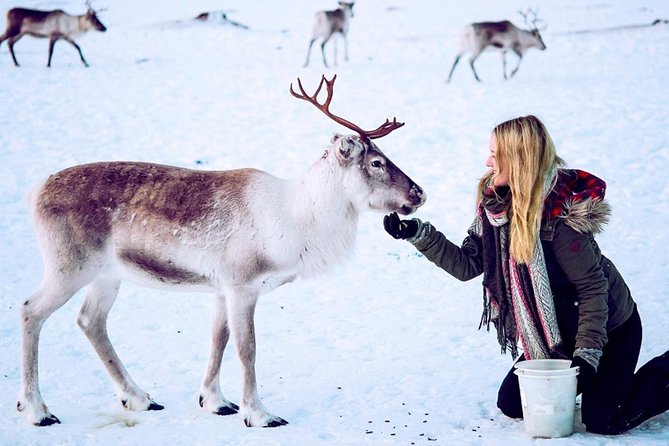 Reindeer Visit, and Sami Culture Including Lunch From Tromso - Overview of the Sami Culture Experience