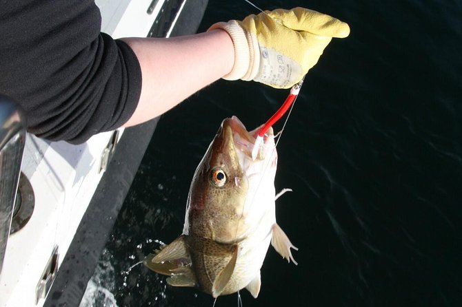 Reykjavik Sea Angling Gourmet - Overview of the Sea Angling Tour