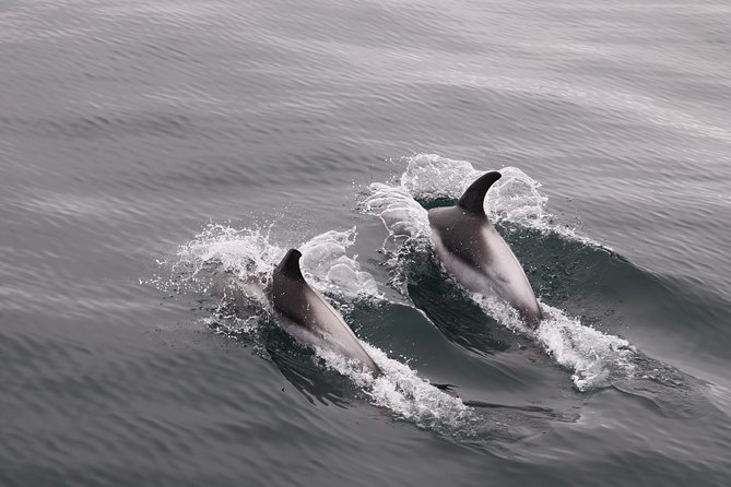 Reykjavik Shore Excursion: Whale-Watching Cruise - Pricing and Value