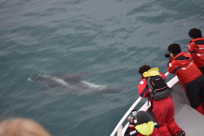 Reykjavik Two-In-One: Whales & Puffins - Meeting Point and Departure