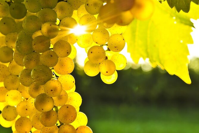 Rhodes Wine & Food Tour: 10 Meal Course Lunch, Wine Tasting, Cooking Class - Tour Highlights