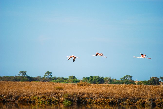 Ria Formosa Natural Park Birdwatching Segway Tour From Faro - Tour Itinerary