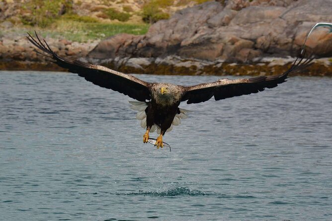 RIB Sea Eagle Safari Trollfjord Cruise - Meeting Point and Refund Policy