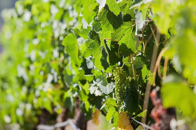 Ronda Organic Wine Tour From Marbella - Wine Tasting Experience