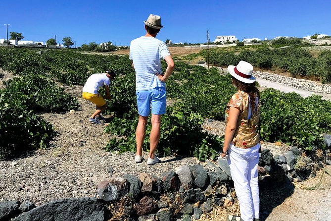Santorini Food & Wine Tour: Eat and Taste Like a Local - Pricing and Booking Options