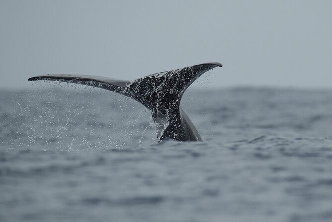 Sao Miguel Small-Group Whale Watching Tour - Tour Overview