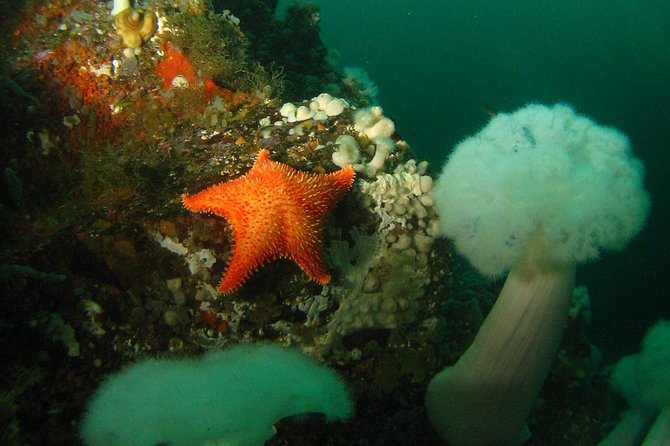 Scuba Dive Boat Charter in Vancouver (Certified Divers Only!) - Overview and Itinerary