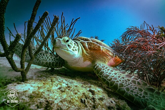 Scuba Diving in Cozumel Island - Scuba Diving Tour Highlights